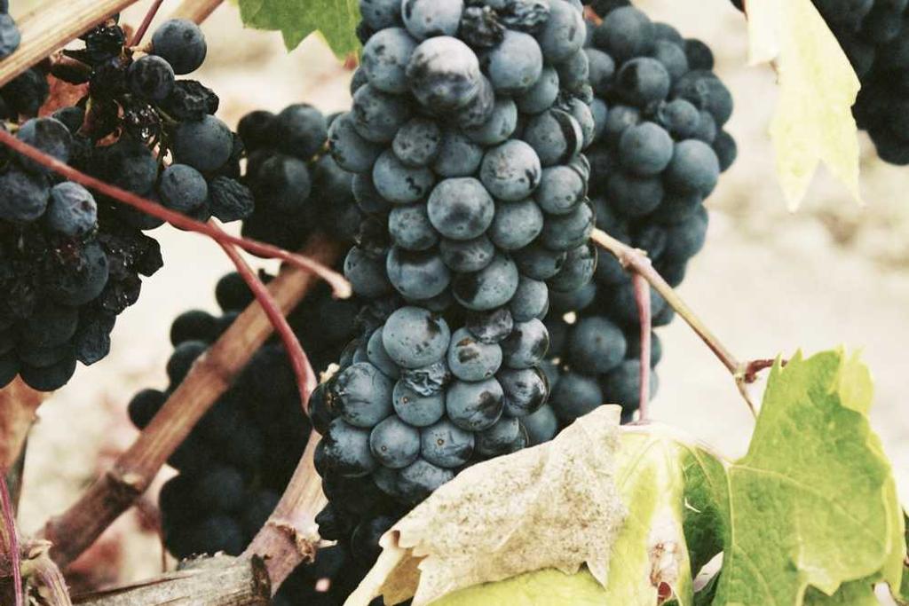 Use Visualforce and Apex to Populate PDF Forms